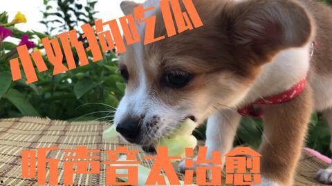 小狗吃瓜文案图片,小狗欢乐吃瓜瞬间