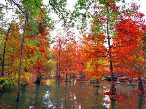 溧阳网红景点春天,溧阳网红景点春日浪漫之旅