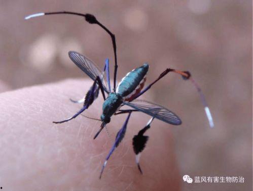 蚊子可以吃瓜吗,蚊子究竟能否享用瓜果盛宴？揭秘蚊子的饮食习惯