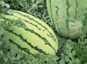 沙师弟吃瓜视频,揭秘娱乐圈幕后故事