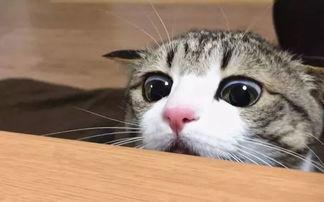 色猫吃瓜热门黄色,揭秘热门黄色话题背后的真相