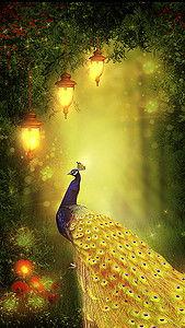 头条孔雀9999,揭秘神秘数字背后的传奇故事