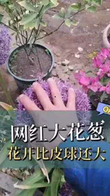 网红葱大花,网络红人的魅力与影响力揭秘