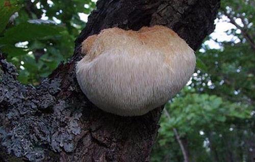 头条猴头菇,养生佳品，健康生活新选择