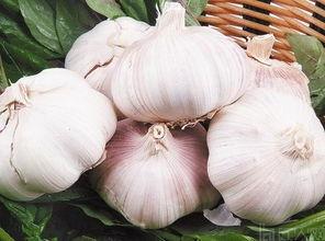 今日头条大蒜生产区