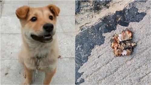 网红狗小黄丢了,网友助力寻找爱心萌宠